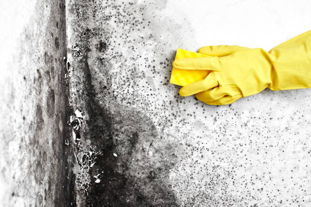 Best Residential Mold Removal  in Lockeford, CA