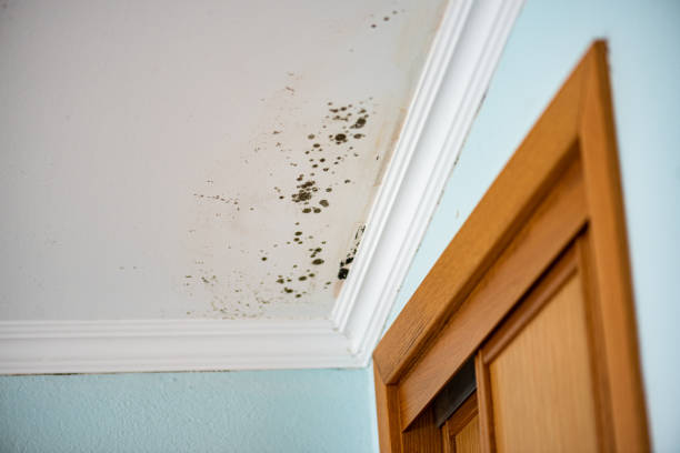 Best Mold Testing  in Lockeford, CA