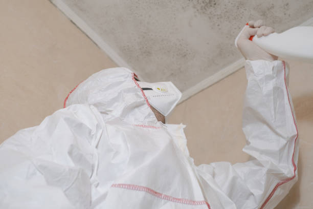 Office Mold Removal Services in Lockeford, CA