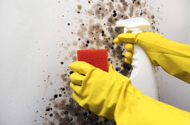 Best Commercial Mold Removal  in Lockeford, CA