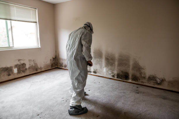 Best Mold Testing  in Lockeford, CA