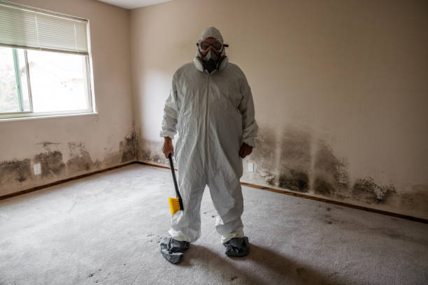 Attic Mold Removal in Lockeford, CA